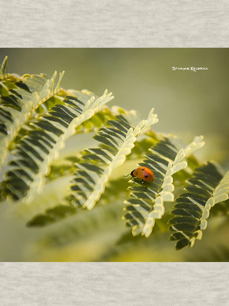 A very long way to the top