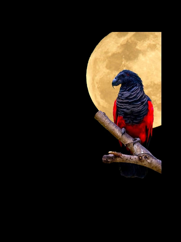 Dracula Parrot with moon
