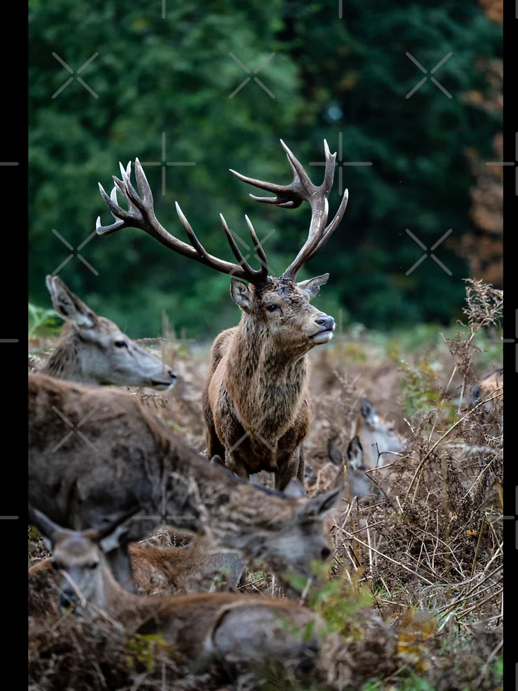 Dominant Stag, Bushy Park