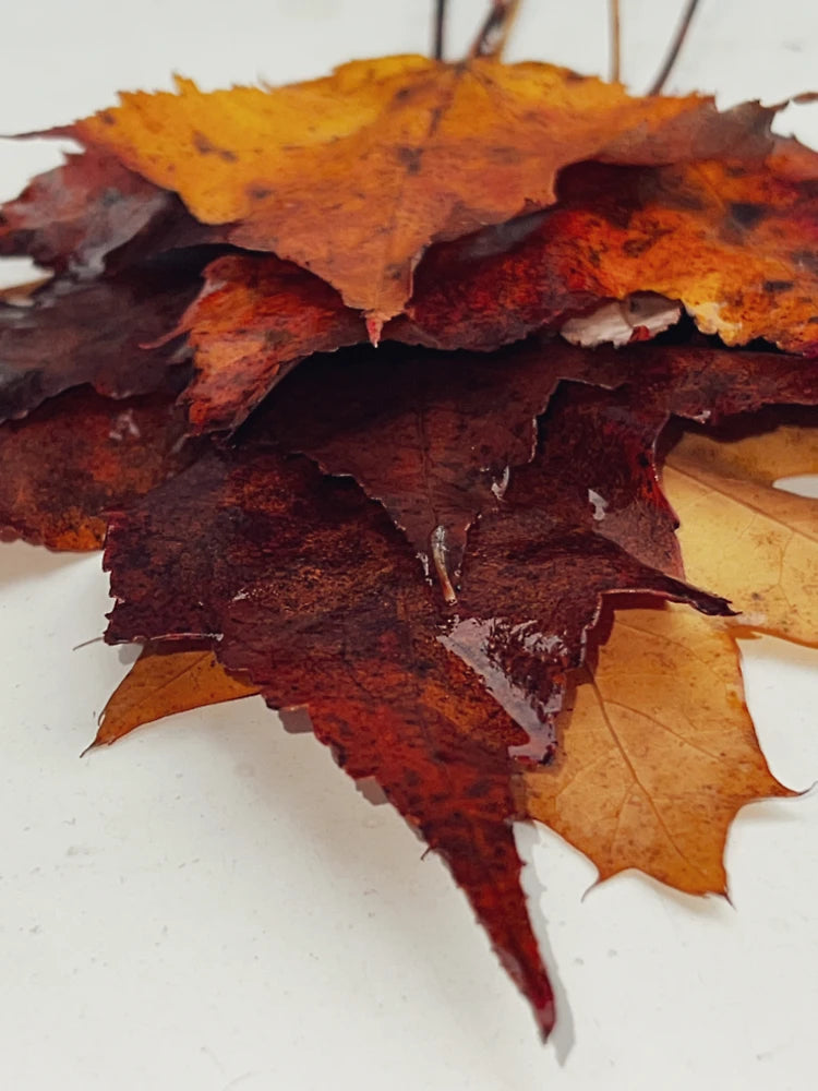 Fallen, Fall leaves.