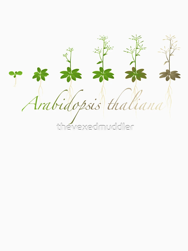 A. thaliana development