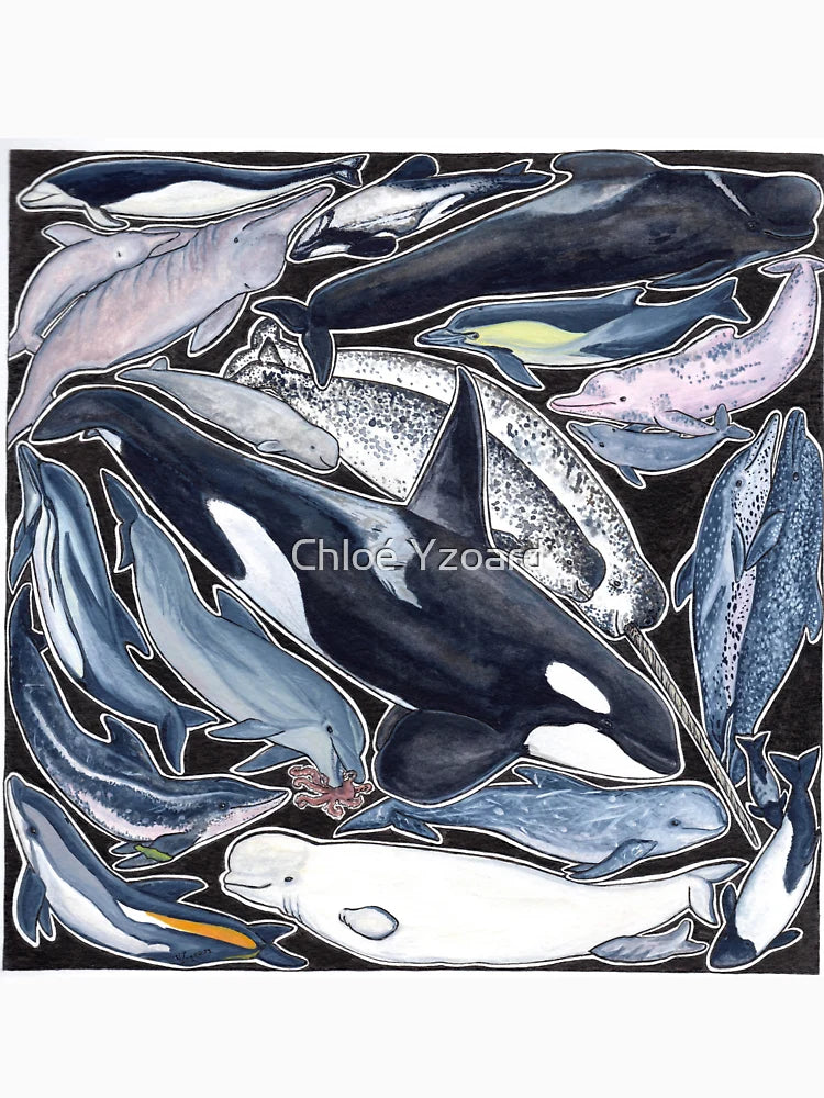Dolphins, orcas, belugas, narwhals, and cie