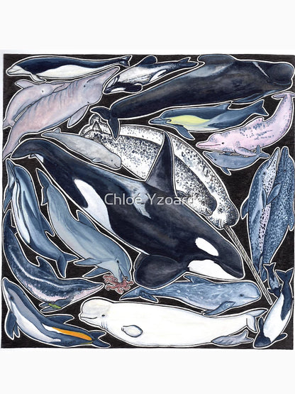 Dolphins, orcas, belugas, narwhals, and cie