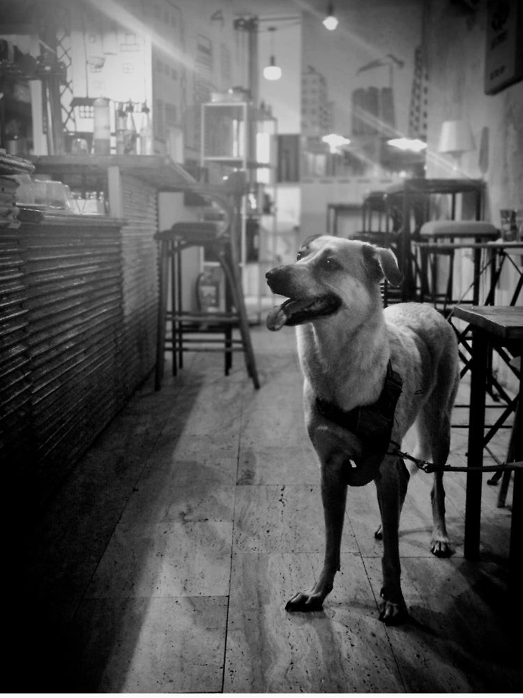 A dog in a coffee shop