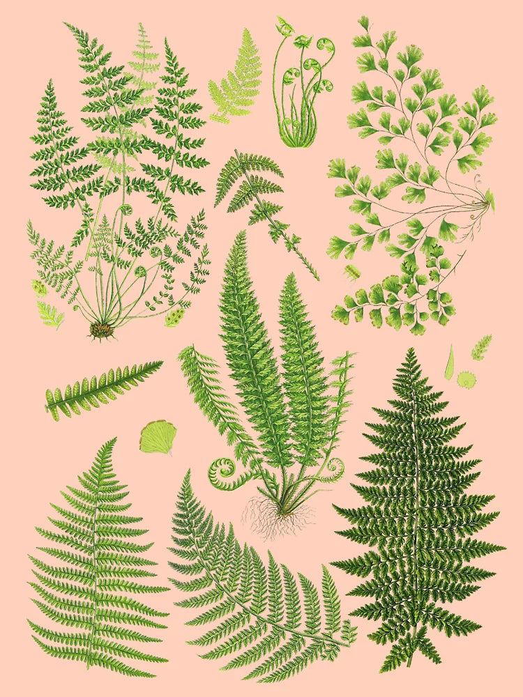 Fern Chart study