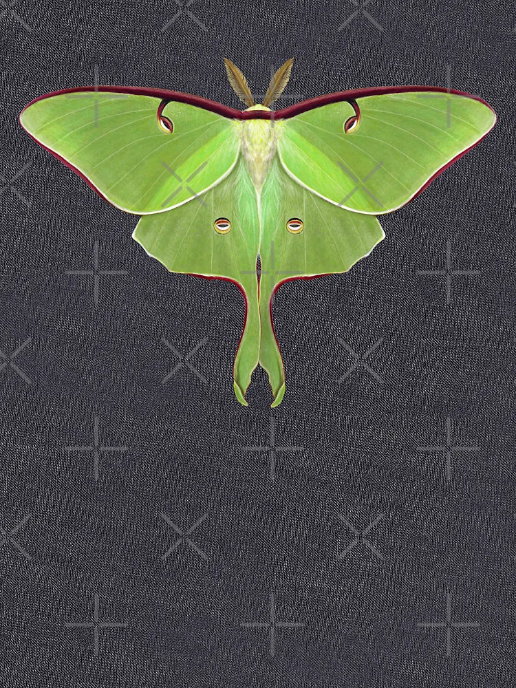 Luna Moth Painting by Mary Capaldi