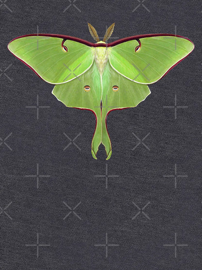 Luna Moth Painting by Mary Capaldi